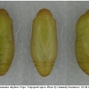 pol daphnis pupa2 volg